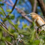 Rallenreiher (Ardeola ralloides)