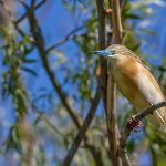 Rallenreiher (Ardeola ralloides)