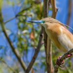 Rallenreiher (Ardeola ralloides)