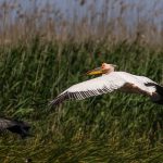 Rosapelikan (Pelecanus onocrotalus)