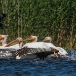 Rosapelikan (Pelecanus onocrotalus)