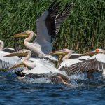 Rosapelikan (Pelecanus onocrotalus)