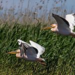 Rosapelikan (Pelecanus onocrotalus)