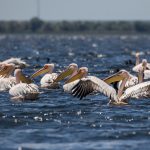 Rosapelikan (Pelecanus onocrotalus)