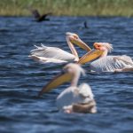 Rosapelikan (Pelecanus onocrotalus)