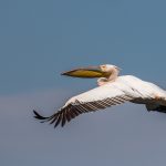 Rosapelikan (Pelecanus onocrotalus)