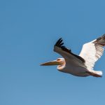 Rosapelikan (Pelecanus onocrotalus)