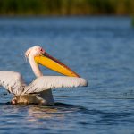 Rosapelikan (Pelecanus onocrotalus)