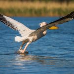 Rosapelikan (Pelecanus onocrotalus)