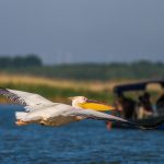 Rosapelikan (Pelecanus onocrotalus)