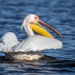 Rosapelikan (Pelecanus onocrotalus)