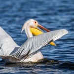 Rosapelikan (Pelecanus onocrotalus)