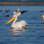 Rosapelikan (Pelecanus onocrotalus)