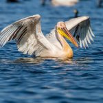 Rosapelikan (Pelecanus onocrotalus)