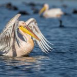 Rosapelikan (Pelecanus onocrotalus)