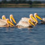 Rosapelikan (Pelecanus onocrotalus)