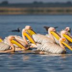 Rosapelikan (Pelecanus onocrotalus)