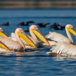 Rosapelikan (Pelecanus onocrotalus)