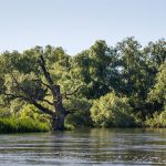 Donaudelta in Rumänien