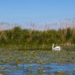 Donaudelta in Rumänien