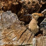 Wiedehopf (Upupa epops)