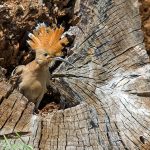 Wiedehopf (Upupa epops)