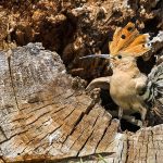 Wiedehopf (Upupa epops)