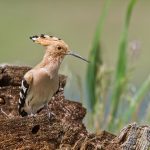 Wiedehopf (Upupa epops)