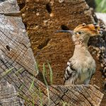 Wiedehopf (Upupa epops)