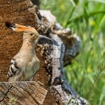 Wiedehopf (Upupa epops)