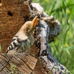 Wiedehopf (Upupa epops)