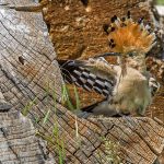 Wiedehopf (Upupa epops)