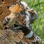 Wiedehopf (Upupa epops)