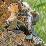 Wiedehopf (Upupa epops)