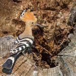 Wiedehopf (Upupa epops)