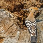 Wiedehopf (Upupa epops)