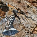 Wiedehopf (Upupa epops)