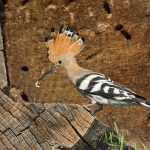 Wiedehopf (Upupa epops)