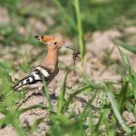 Wiedehopf (Upupa epops)