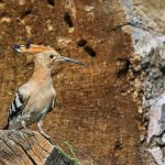 Wiedehopf (Upupa epops)