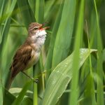 Drosselrohrsänger (Acrocephalus arundinaceus)