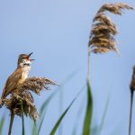 Drosselrohrsänger (Acrocephalus arundinaceus)