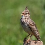 Haubenlerche (Galerida cristata)