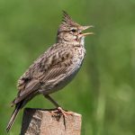 Haubenlerche (Galerida cristata)