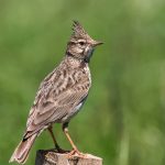 Haubenlerche (Galerida cristata)