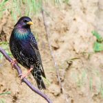 Star (Sturnus vulgaris)