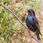 Star (Sturnus vulgaris)