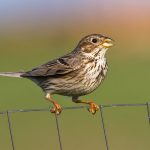 Grauammer (Emberiza calandra)