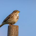 Grauammer (Emberiza calandra)