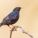 Star (Sturnus vulgaris)